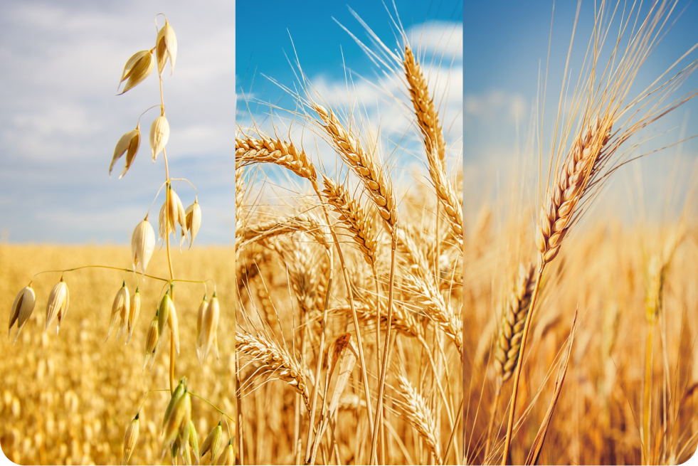 A triptych of cereals images.