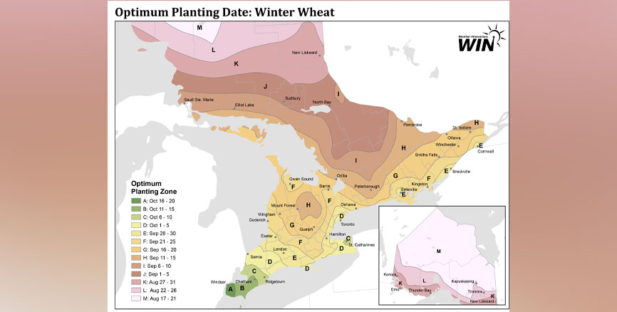 Thumbnail of Winter Wheat colour map